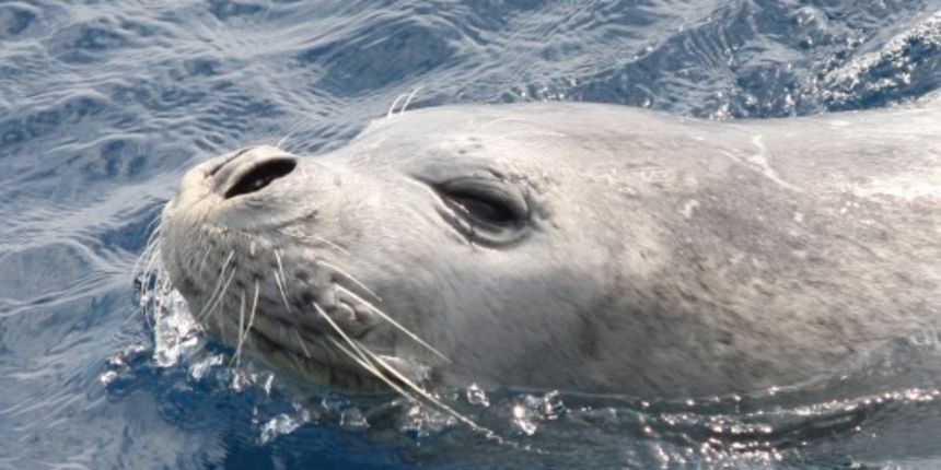 Sredozemna medvjedica snimljena kraj Cresa, FOTO Plavi svijet