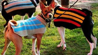 Izložba pasa Crufts 2009 u Birminghamu (Javno.hr)