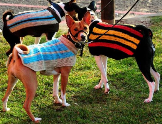 Izložba pasa Crufts 2009 u Birminghamu (Javno.hr)