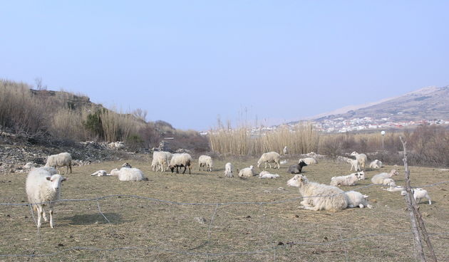 janjad na Pagu (foto: J.Portada)