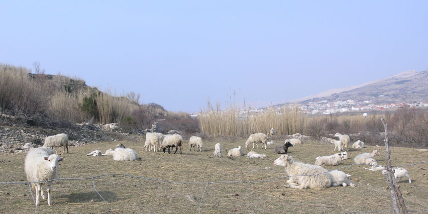 janjad na Pagu (foto: J.Portada) janjad na Pagu (foto: J.Portada)