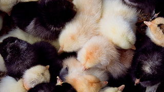 Benkovački sajam 10. travnja 2013, Foto: Leo Banić