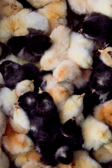 Benkovački sajam 10. travnja 2013, Foto: Leo Banić