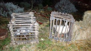Žive jaslice zajednice Cenacolo u Jankolovici kod Biogrrada na Moru Žive jaslice zajednice Cenacolo u Jankolovici kod Biogrrada na Moru