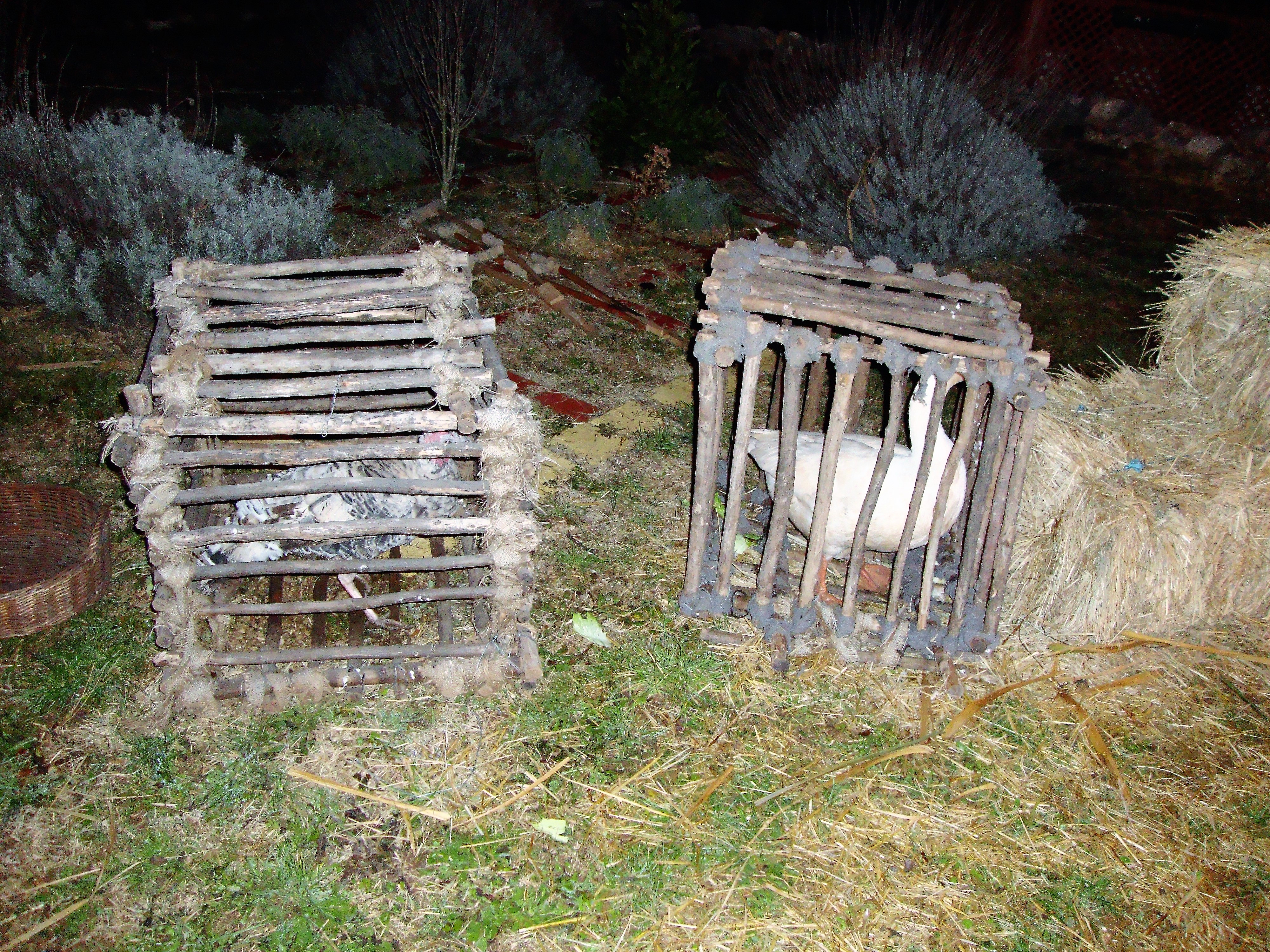 Žive jaslice zajednice Cenacolo u Jankolovici kod Biogrrada na Moru Žive jaslice zajednice Cenacolo u Jankolovici kod Biogrrada na Moru