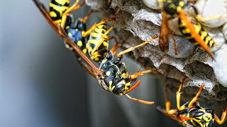 Bibinjski sinac, Foto: Leo Banic Bibinjski sinac, Foto: Leo Banic