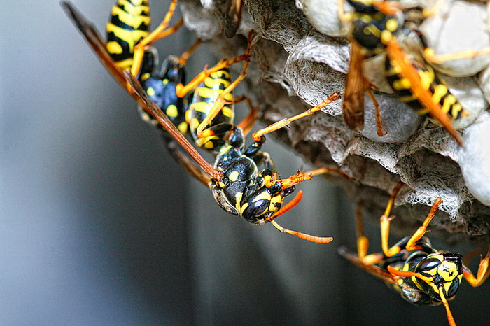 Bibinjski sinac, Foto: Leo Banic Bibinjski sinac, Foto: Leo Banic