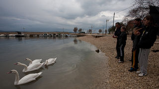 Labudovi u Bibinjama 10. siječnja 2013, Foto: Leo Banić
