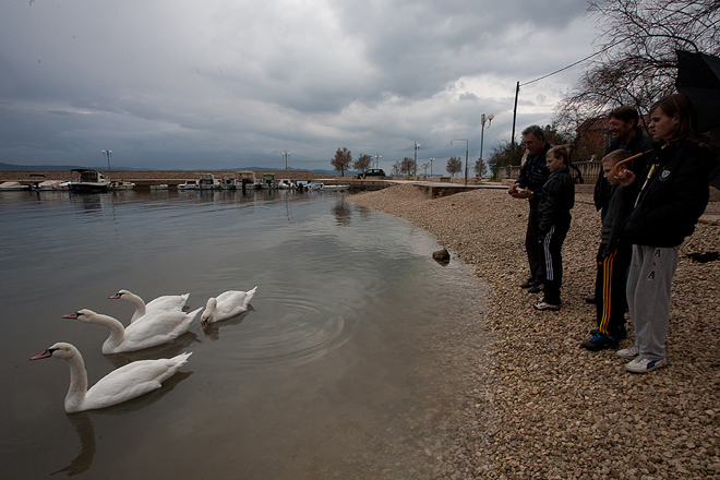 Labudovi u Bibinjama 10. siječnja 2013, Foto: Leo Banić