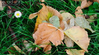 Đir po gradu, petak 24. studenog 2017. – Dan Grada Zadra. Jesen, palo lišće
