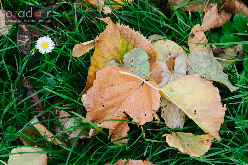 Đir po gradu, petak 24. studenog 2017. – Dan Grada Zadra. Jesen, palo lišće