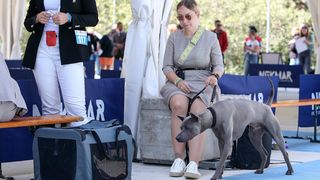 Međunarodna izložba pasa CACIB 2023