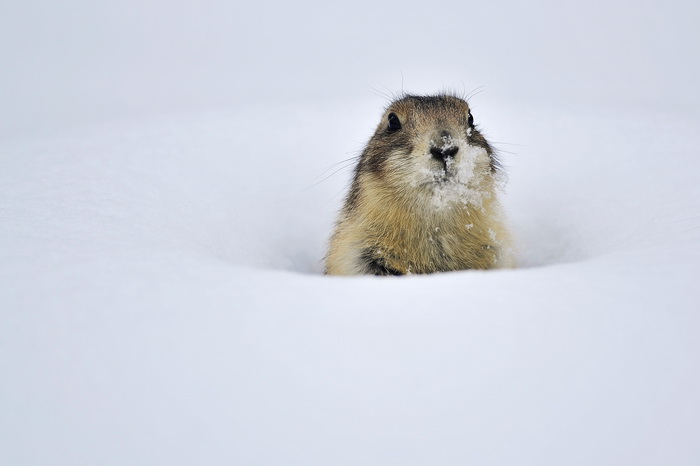 Zagreb, 100212. 
Osim sto je zabijelio grad, snijeg je prekrio i nastambe zivotinja u Zooloskom vrtu. Neke su dobro prihvatile hladnije uvjete, dok su se druge skrivale u svojim zidanim nastambama.
Na slici: crnorepi prerijski pas.
Foto: Boris Kovacev / C