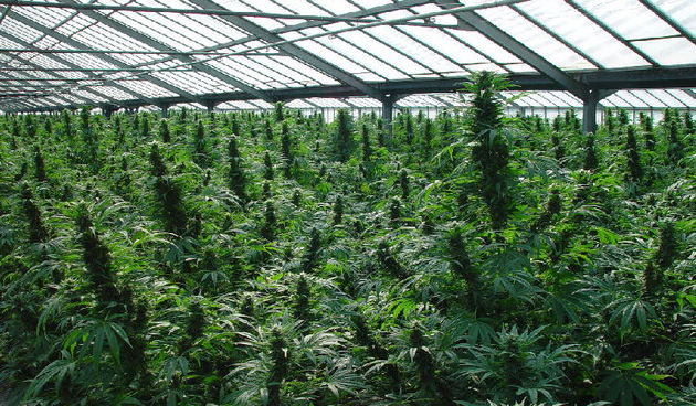 Plantaža kanabisa (Foto: misus.wz.cz)