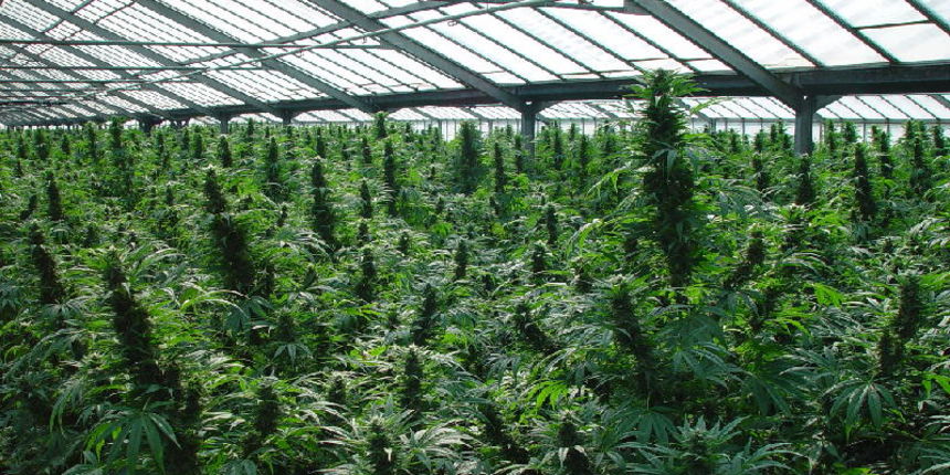 Plantaža kanabisa (Foto: misus.wz.cz) Plantaža kanabisa (Foto: misus.wz.cz)