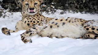 Zagreb, 100212. 
Osim sto je zabijelio grad, snijeg je prekrio i nastambe zivotinja u Zooloskom vrtu. Neke su dobro prihvatile hladnije uvjete, dok su se druge skrivale u svojim zidanim nastambama.
Na slici: gepard
Foto: Boris Kovacev / CROPIX