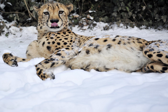 Zagreb, 100212. 
Osim sto je zabijelio grad, snijeg je prekrio i nastambe zivotinja u Zooloskom vrtu. Neke su dobro prihvatile hladnije uvjete, dok su se druge skrivale u svojim zidanim nastambama.
Na slici: gepard
Foto: Boris Kovacev / CROPIX