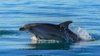 Pogledajte kako tri ženke dupina – Kiko, Sean i Andrea – love ribu kod otoka Orude Pogledajte kako tri ženke dupina – Kiko, Sean i Andrea – love ribu kod otoka Orude