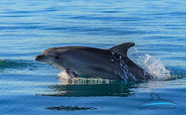 Pogledajte kako tri ženke dupina – Kiko, Sean i Andrea – love ribu kod otoka Orude Pogledajte kako tri ženke dupina – Kiko, Sean i Andrea – love ribu kod otoka Orude