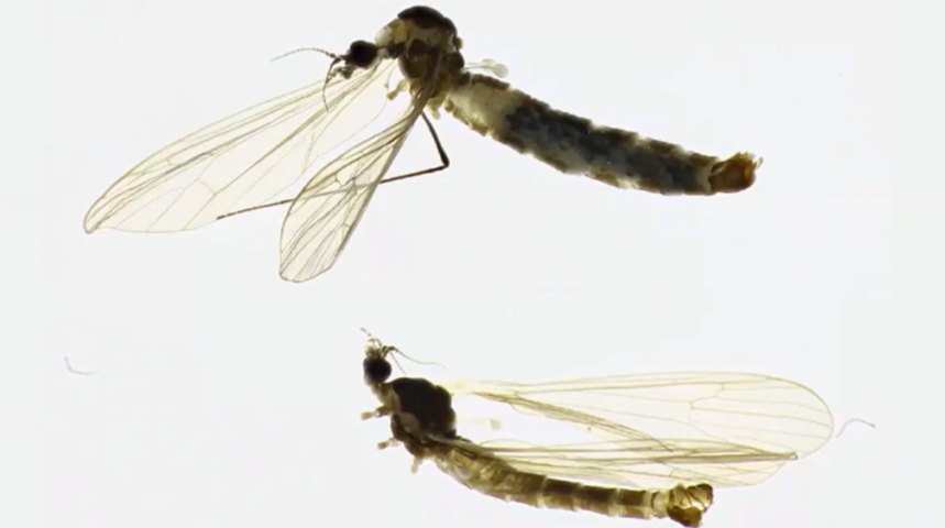 Otkrivena nova vrsta insekta, Baeoura neretvaensis Otkrivena nova vrsta insekta, Baeoura neretvaensis