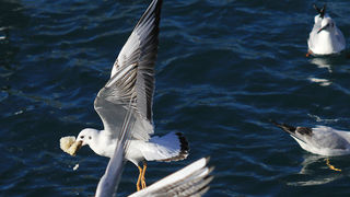 Galebovi u Jazinama, Foto: Leo Banić