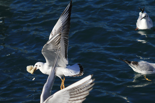 Galebovi u Jazinama, Foto: Leo Banić