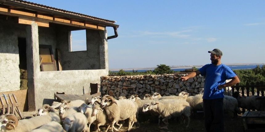 Pag, ovce, ovčar Pag, ovce, ovčar