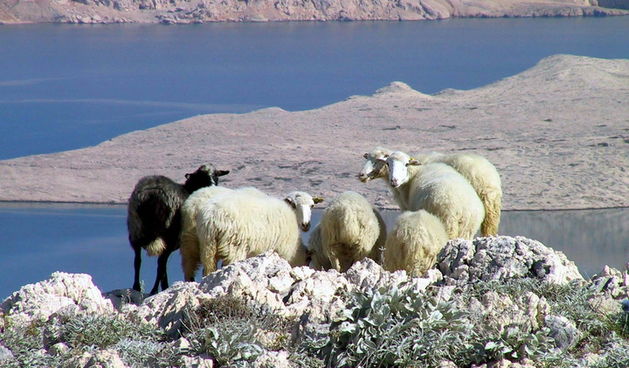Pag, ovce, janjetina, foto: www.limun.hr