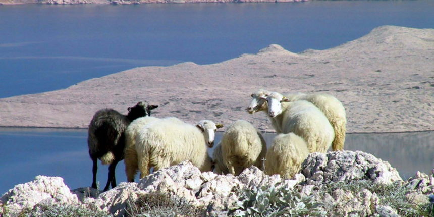 Pag, ovce, janjetina, foto: www.limun.hr