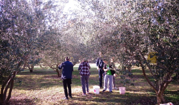 Branje maslina, maslinik