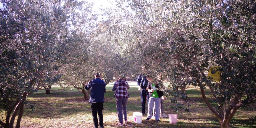 Branje maslina, maslinik