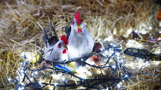 Cazma, 060412.
Obitelj Salaj iz Grabovnice kraj Cazme po prvi je put po uzoru na bozicni ugodjaj priredila i “Uskrsnu pricu”. Za tu su priliku imanje ukrasili s 2700 pisanica, zeceva, pilica i pijetlova koji svijetle po noci i ostavljaju posjetioce bez da