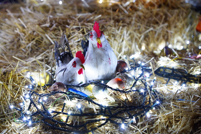 Cazma, 060412.
Obitelj Salaj iz Grabovnice kraj Cazme po prvi je put po uzoru na bozicni ugodjaj priredila i “Uskrsnu pricu”. Za tu su priliku imanje ukrasili s 2700 pisanica, zeceva, pilica i pijetlova koji svijetle po noci i ostavljaju posjetioce bez da