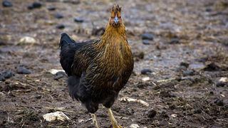 Farma “Dar-mar” (foto:Saša Čuka)