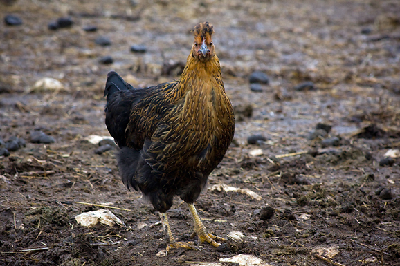 Farma “Dar-mar” (foto:Saša Čuka)