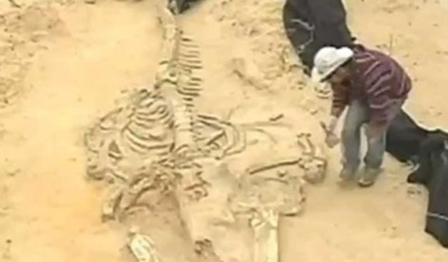 U pustinji otkriveno misteriozno groblje kitova, screenshot