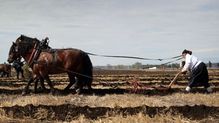 Jankolovica, Biograd, 150912. 
U Jankolovici kraj Biograda odrzan je drugi dan 59. Svjetskog prvenstva u oranju. Ovo natjecanje u oranju odrzava se od 1953. godine, a Hrvatska se ukljucila 2005. godine.
Na fotografiji: detalj s manifestacije. 
Foto: Jure