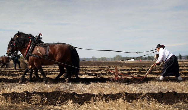Jankolovica, Biograd, 150912. 
U Jankolovici kraj Biograda odrzan je drugi dan 59. Svjetskog prvenstva u oranju. Ovo natjecanje u oranju odrzava se od 1953. godine, a Hrvatska se ukljucila 2005. godine.
Na fotografiji: detalj s manifestacije. 
Foto: Jure