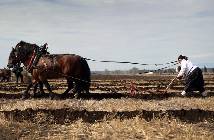 Jankolovica, Biograd, 150912. 
U Jankolovici kraj Biograda odrzan je drugi dan 59. Svjetskog prvenstva u oranju. Ovo natjecanje u oranju odrzava se od 1953. godine, a Hrvatska se ukljucila 2005. godine.
Na fotografiji: detalj s manifestacije. 
Foto: Jure