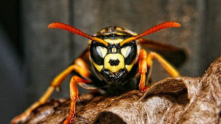 Bibinjski sinac, Foto: Leo Banic Bibinjski sinac, Foto: Leo Banic