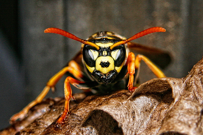 Bibinjski sinac, Foto: Leo Banic Bibinjski sinac, Foto: Leo Banic