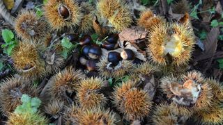 Pitomi kesten (Castanea sativa) jedan je od najprepoznatljivijih plodova jeseni. Photo: Borna Filić/PIXSELL Pitomi kesten (Castanea sativa) jedan je od najprepoznatljivijih plodova jeseni. Photo: Borna Filić/PIXSELL