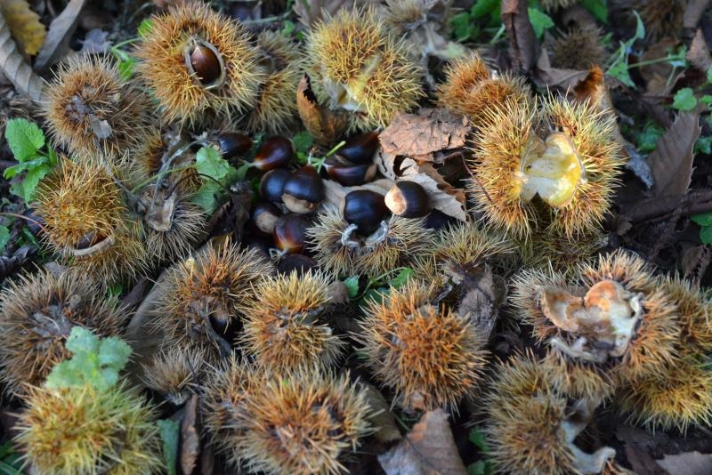 Pitomi kesten (Castanea sativa) jedan je od najprepoznatljivijih plodova jeseni. Photo: Borna Filić/PIXSELL Pitomi kesten (Castanea sativa) jedan je od najprepoznatljivijih plodova jeseni. Photo: Borna Filić/PIXSELL