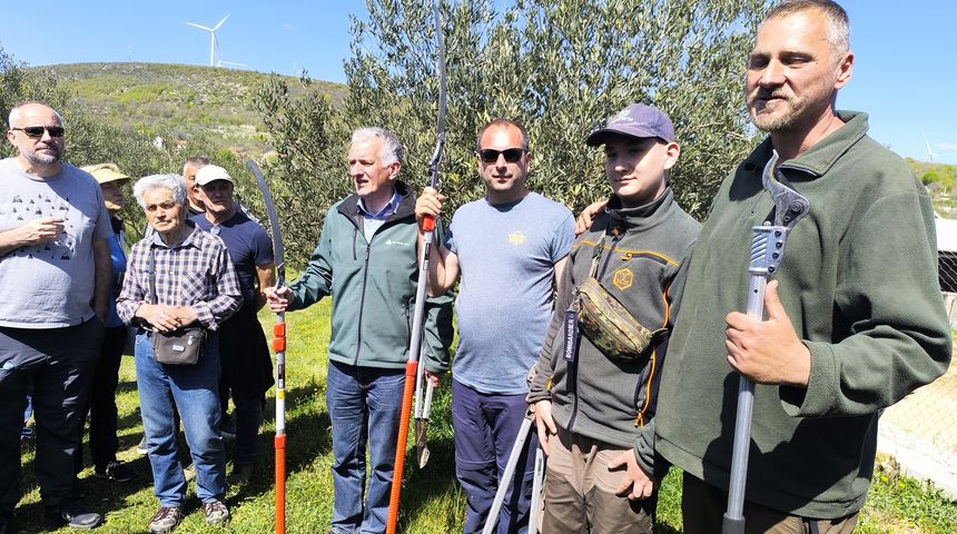 Dani masline Dani masline