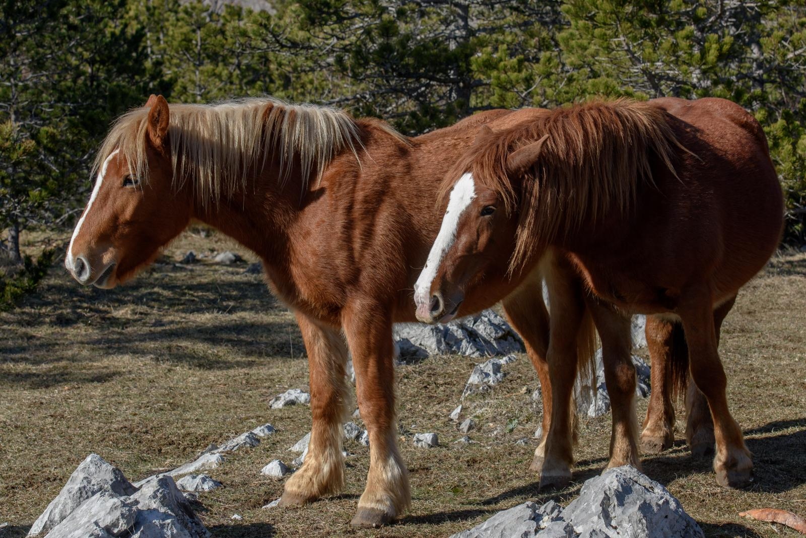 Veliko Rujno: Drago Krapić vlasnik je pedesetak konja koji obitavaju na velebitskim pašnjacima
