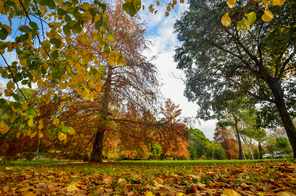 Jesenski đir po gradu, 15. studenog 2014. , foto: Marin Pitton Jesenski đir po gradu, 15. studenog 2014. , foto: Marin Pitton