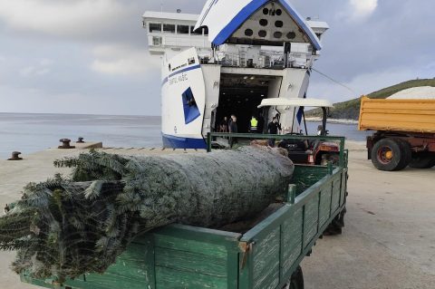 božićne jelke stigle na zadarske otoke