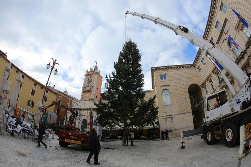 25.11.2013., Zadar – Na Narodnom trgu postavljena je jelka koja ce do prvog mjeseca 2014. krasiti najfrekventnije mjesto u centru grada. Photo: Filip Brala/PIXSELL Autor Filip Brala/PIXSELL KLJUČNE RIJEČI Narodni trg, bor, Jelka, Bozicni ugodjaj, bozi 25.11.2013., Zadar – Na Narodnom trgu postavljena je jelka koja ce do prvog mjeseca 2014. krasiti najfrekventnije mjesto u centru grada. Photo: Filip Brala/PIXSELL Autor Filip Brala/PIXSELL KLJUČNE RIJEČI Narodni trg, bor, Jelka, Bozicni ugodjaj, bozi