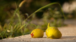 OPG Damjanić-Babac, foto: Darko Belančić OPG Damjanić-Babac, foto: Darko Belančić