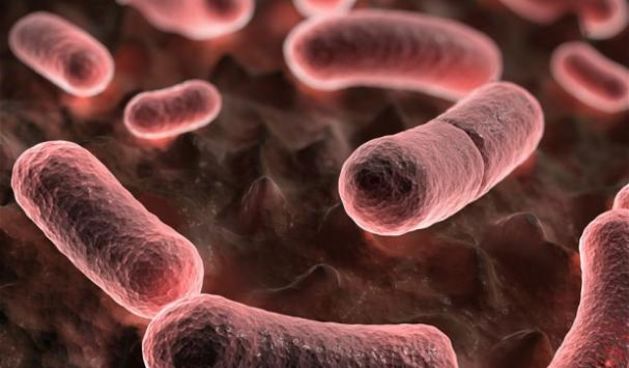 Kuga, virus, foto: www.federalna.ba